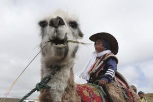 Ecuador Llama Races