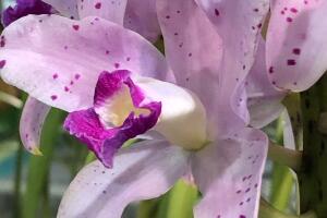 UNA DOCENA DE FLORES PARA MAMA /IMG_1719.JPG