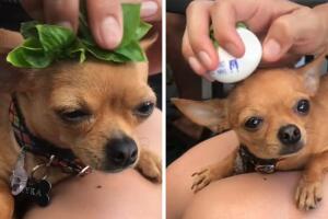 perrita_tiktok_limpia.jpg