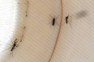 Autoridades confirmaron el primer caso en el condado. Debido a que la enfermedad se transmite a los humanos a través de una simple picadura, expertos piden tomar precauciones.