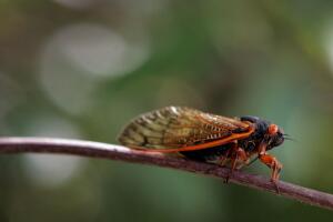 Cigarras 2