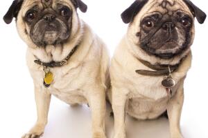 pug-famoso-cinema.jpg