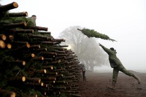 Árboles de navidad 2017