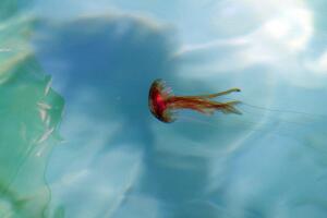 FRANCE-ANIMAL-JELLYFISH-FEATURE