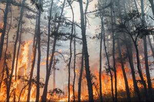 El incendio forestal de Tea Time Hill abarca aproximadamente 4,000 acres de extensión.