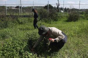 Mexico Disappeared Science