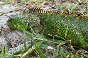 Female green iguana, Key Biscayne