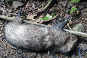 Migrantes cazan animales salvajes para comer en el Darién