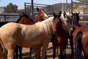 Caballos Mustang.jpg