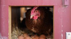 Alquiler de gallinas: la nueva tendencia ante el precio de los huevos en EEUU
