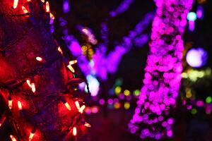 La magia de las luces de navidad en el zoológico de Houston