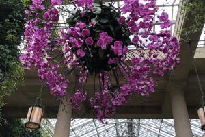 Orquídeas Longwood Gardens 3