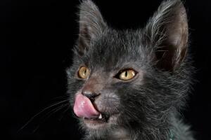 gato-lobisomem_2.jpg