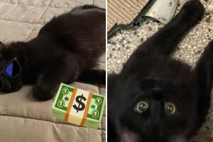 Captan a gatito "ladron" robando dinero a su vecino: no podrás creer cual es la razón