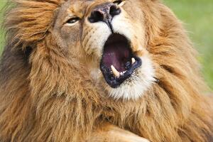 2017 Comedy Wildlife Photography Awards - Final 40