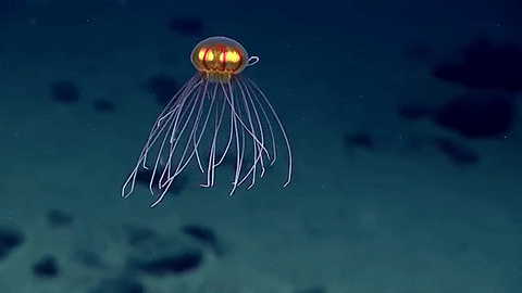 medusa.gif