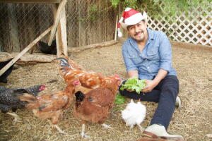 La navidad de las gallinas del feo