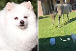 perro_caballo_pelea