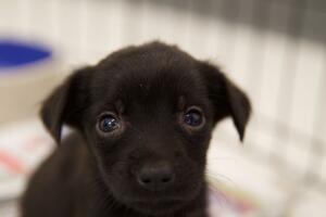 Caso de maltrato animal en Corona, California