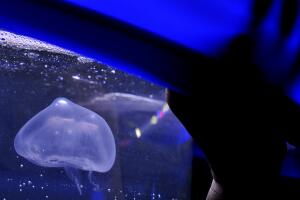 Una selfie con una medusa