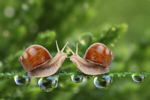 caracois_thinkstock.jpg