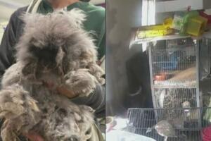 Rescatan 84 animales en Warwick tras denuncia de crueldad y negligencia