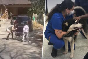 Rescatan a un perro husky tras ser golpeado por su dueña, según dice Houston SPCA