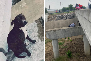 perrita-rescate-puente-ciclistas