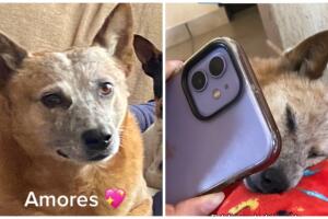 Perrito se despide de su dueño por videollamada y conmueve a Internet.