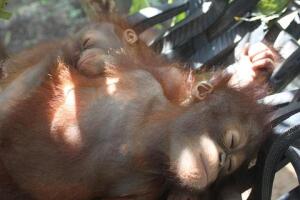 libro-orangutan-1.jpg