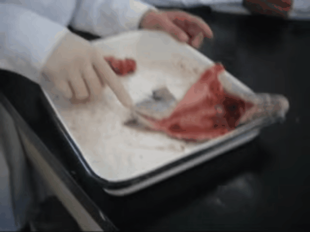 experimento_pescado.gif