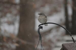 Tormenta invernal Gianna Carolina del Norte
