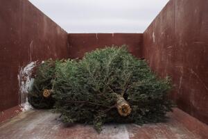 Árboles de Navidad. (Imagen temática). 