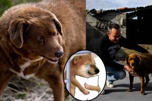 Murió Bobi a los 31 años, quien tiene el récord Guinness como el perro más viejo del mundo.