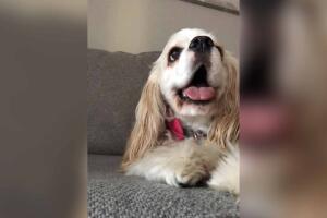 GALERIA PERROS/Oliver Martinez.jpg