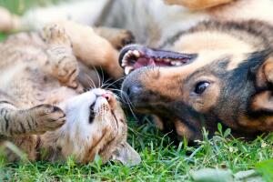 Perro y gato
