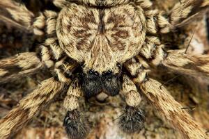 aranha-div_0.jpg