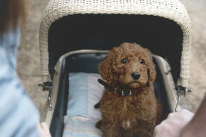 ensaio-cachorro-16.jpg