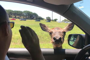 FOSSIL RIM 6.jpeg
