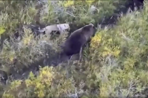Perro husky convive con osos y así lo captó un dron