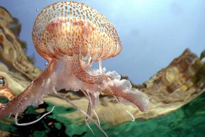 A jellyfish ( Aurelia Aurita -  Familia
