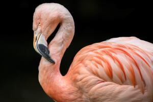 D00005HmBM_O.KgY/Flamingo Black JEP_6027.jpg