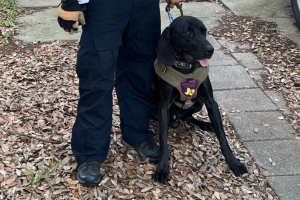 agente canino niña desaparecida