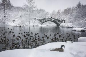 La tormenta invernal también ha dejado estampas como esta, donde un grupo de patos descansa cerca del puente Gapstow en Central Park, en Nueva York.