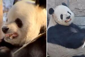 Panda en China se hace viral por enseñar los dientes al momento de comer bambú
