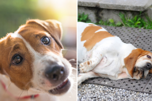 Discriminan a perrita