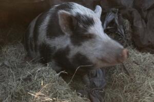 ANIMALES/ANIMALES-RESCATADOS5.jpg