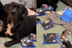 Perrita destruye videojuegos de su dueño y se hace viral.