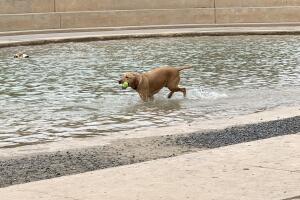 PERROS GALERIA/18-PERRO.jpg