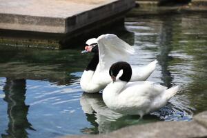 cisne 2.jpg
